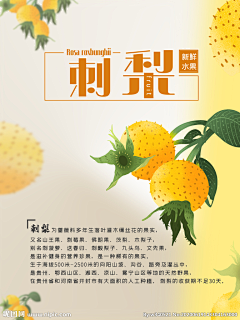 刺梨-花瓣网|陪你做生活的设计师 | 原创刺梨插画