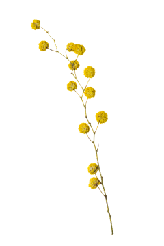 ZasenL7Q采集到花朵叶子元素