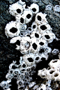 特写,石砌,自然,垂直画幅,式样,大群动物,纹理效果,无人,海洋生命,自然纹理