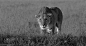 African lion (Natural World - BBC)