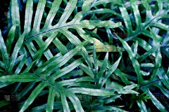 蕨类植物叶子的不同颜色-背景