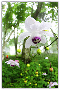 冬日-阳光采集到花草