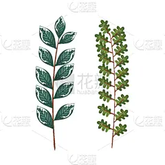 叶子,式样,背景,可爱的,明信片,自然,华丽的,请柬,季节,问候