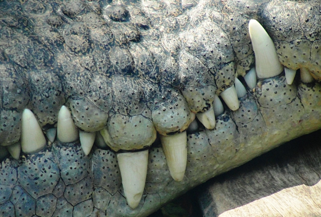 鳄鱼 牙齿 材质