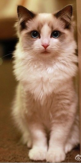 布偶猫，又称“布拉多尔猫”，是现存体型最...