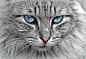 Cat, Animal, Cat Portrait, Cat'S Eyes, Pet, Fur