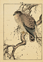 ——【鸟】日本古代木刻版画【鸟】 ——