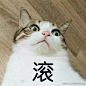 超级可的猫咪表情包下载_动漫新闻_动漫论坛_动漫美图_幻之羁绊动漫网