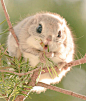 awesome-picz:



Japanese And Siberian Flying Squirrels Are Probably The Cutest Animals On Earth.
