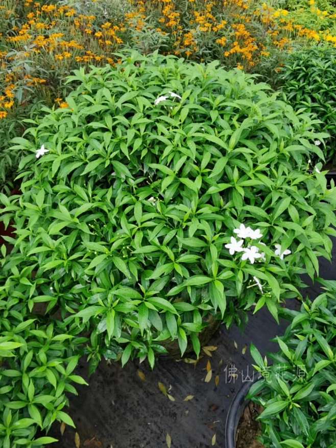 珍珠狗牙花2