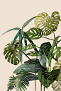 Vingerplant Monstera