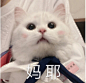 猫猫+狗狗头像