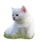 小猫咪