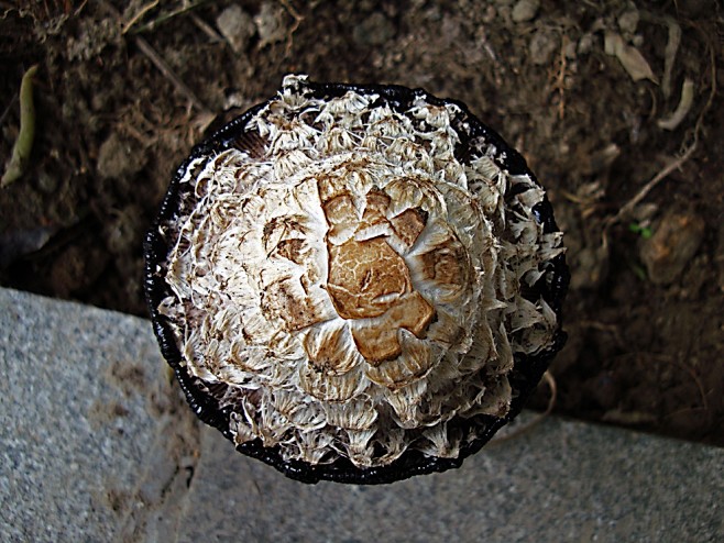漂亮的毒蘑菇-中关村在线摄影论坛