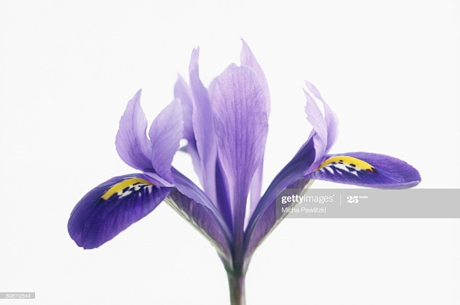 Purple flower : Phot...