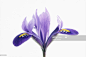 Purple flower : Photo