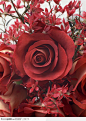 植物背景-漂亮的火红玫瑰