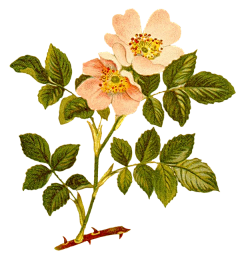 柒r采集到花png