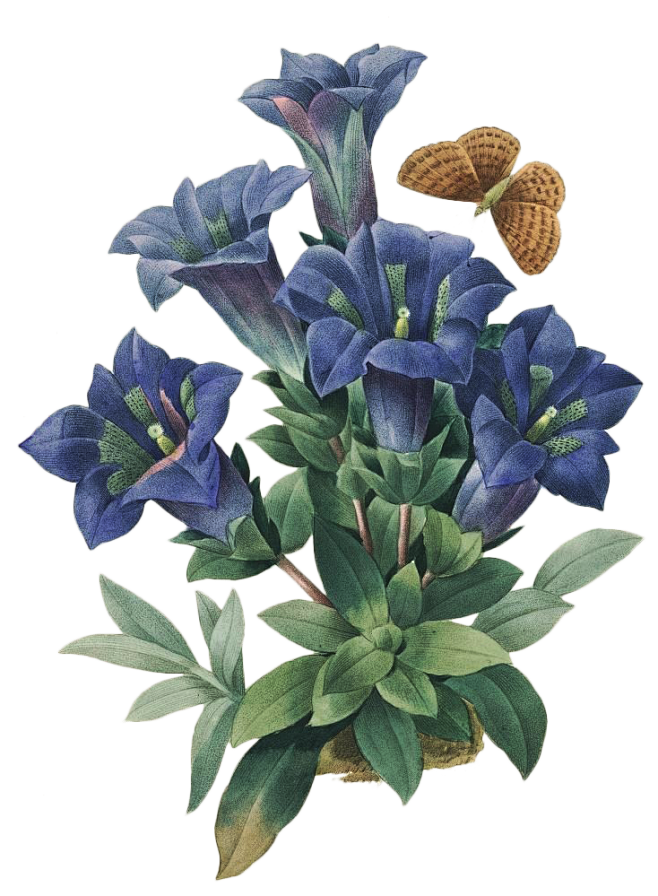 PNG 花材下载---->>>