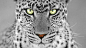 General 1920x1080 feline monochrome selective coloring leopard animals