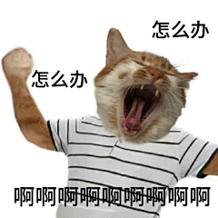 李梓木1采集到小猫表情包