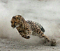 sandylamu:

Cheetah

