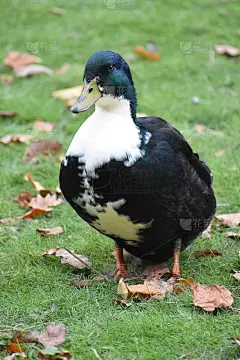 嘎嘎叫……