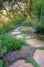 Creeping Thyme (thymus) in pathway stone pavers in drought tolerant California xeriscape garden with oak trees: 