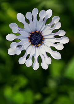 小小金燕子采集到花花草草