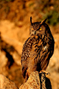 wowtastic-nature:

Eagle owl by  Mario Melletti on 500px.com