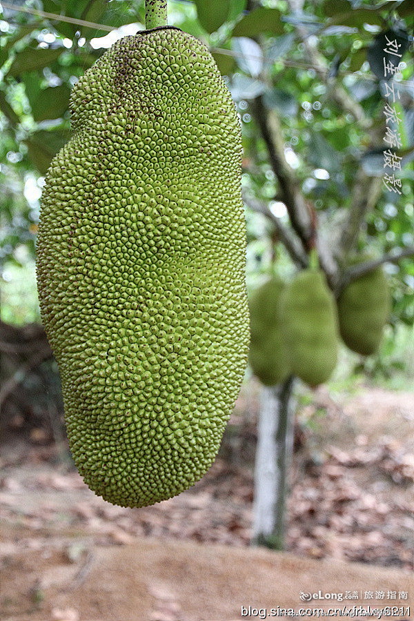 世界上最重最大的水果海南菠萝蜜实拍刘星云旅游攻略