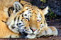 Jan  Sognnes在 500px 上的照片Sleep Well, Tiger