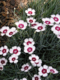 Dianthus plumarius 常夏石竹