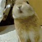 兔 兔兔 兔纸 兔几 小兔子 兔子恩 就这么喊@微喵 