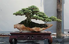 nicholasjosephjaquez:  I will have a Bonsai tree in my room. :)  VERY cool Bonsai I found on Tumblr.. Loving the pot!
#盆景#