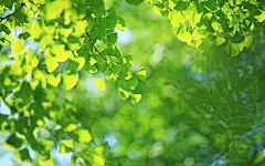 小清新 唯美 温馨 安静 绿色养眼 植物_小熊壁纸