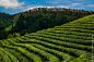 Green Tea Fields in South Korea: Boseong and the Daehan Tea Planation : I love caffeine.  I often imagine being chained to a hospital bed where the doctors revive me by injecting caffeine directly into my bloodstream.  The increase in my awareness, heartb