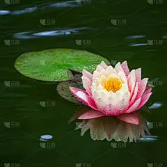 粉色睡莲或莲花佩里的橙色日落在花园池塘。特写的睡莲与水珠倒映在绿色的水。花景观自然壁纸与复制空间