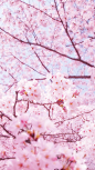 樱花季，樱花祭