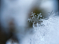 Snowflake macro | HD photo by Aaron Burden (@aaronburden) on Unsplash : Download this photo by Aaron Burden (@aaronburden)