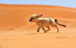 A fennec fox walks against the wind in Morocco. The fennec, or desert fox, is a small nocturnal fox found in the Sahara Desert in North Africa. (© Francisco Mingorance/National Geographic Traveler Photo Contest)
