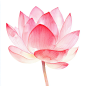 jasonsun1576_Watercolor_pink_lotus_flower_clipart_on_a_white_ba_9dd1ea37-3962-4096-b8e5-6362e09e8898