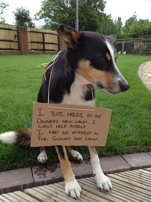 Dog shaming - Bing Images