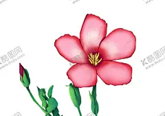 红亚麻手绘插画 【酷图网】红亚麻,花,花卉,手绘,插画,海报,分层,花纹,背景,素材,封面,玫瑰花,菊花,百合,牡丹,手绘插画,广告设计,平面设计,包装设计,广告,设计,壁纸,贴纸,印花,明信片,装饰画,装饰,母亲节,父亲节,情人节,女神节,节日,电商,鲜花,绿植,植物,田野,春天,夏天,秋天,鲜艳,简约,清新,