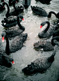 Black Swans