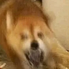 分享一组模糊表情包 ​​​​