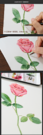 candy田 水彩 画一支粉粉的玫瑰~-candy田_水彩教程 植物 过程_涂鸦王国插画