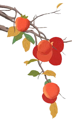 柿子 png