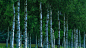 1366x768 Birch Trees