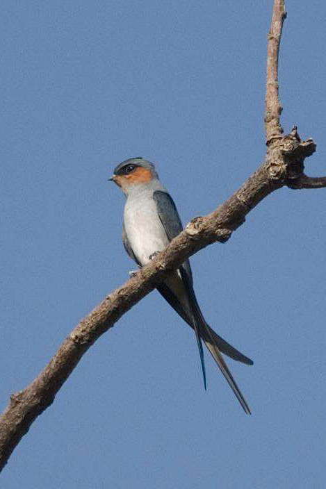 雨燕目凤头雨燕科凤头雨燕属凤头雨燕雄